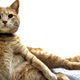 Illustration for article titled This Tabby Cat Helps Care for Dying Veterans and Their Families